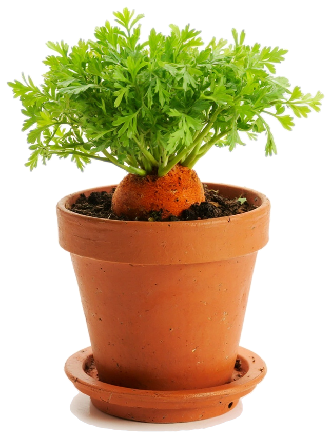 Фото растения Морковь
